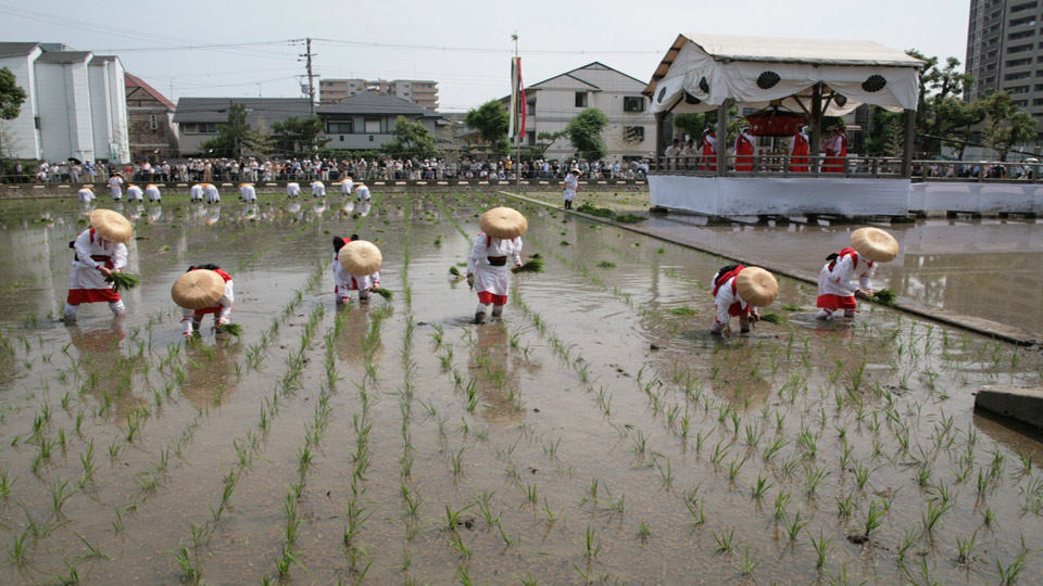 Festival de siembra de arroz Otaue