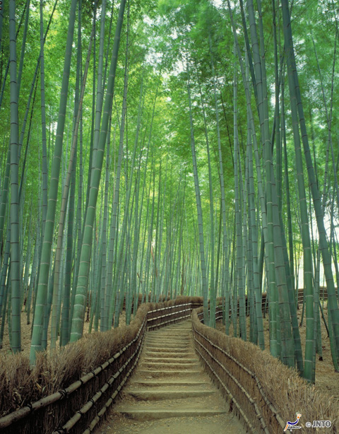 Bosque de Bambú