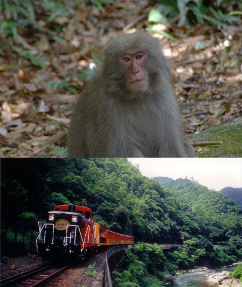 Macaco Japonés y Tren Sagano